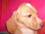 aldo2