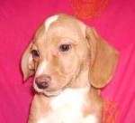 aldo3