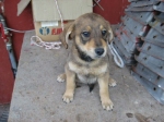 aramis