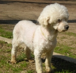 barboncina_clea