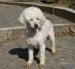 barboncina_clea1