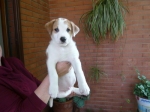 bianchino_copy