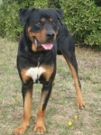 black1hcg