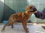 boxer_4_mesi2