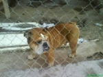 bulldog_inglese