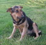 cagnolina3