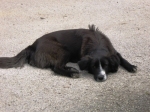 cagnolina_4