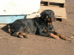 carlotta
