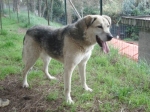 cirano_rc1