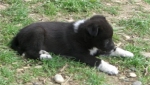 cucc-2009-3