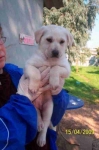 cucciola-