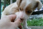 cucciole_3