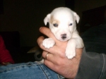 cucciolette_004