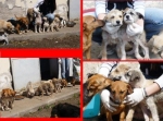 cuccioli01
