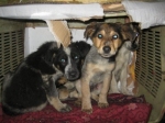 cuccioli5
