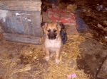 cuccioli_barbara_1