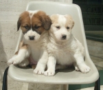 cucciolimuraaprile3