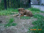 cucciolina6