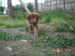 cucciolina7