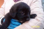 cucciolo_