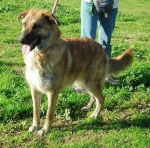 cucciolona1hcg