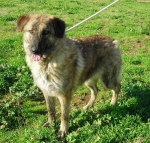 cucciolona2hcg