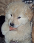 cucciolprelz11