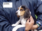 dora
