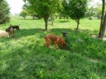 emyprato