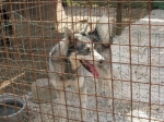 husky3