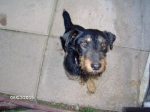 jagd_terrier_1