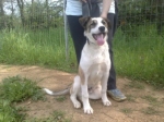 labrador-caccia2