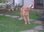 leo2