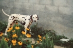 leoadottato