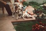 leoesissi