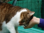 linus3