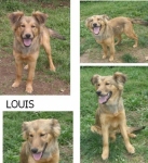 lou