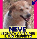 neve_appello