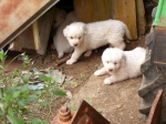 neve_e_cuccioli_roma3