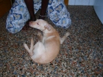 oasi_lord