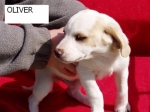 oliver