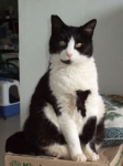 pepita1