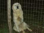 piccolina3