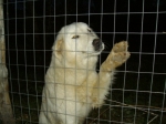 piccolina4