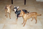pinc3