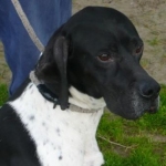 pointer_18