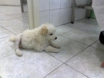 puf3