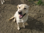remo