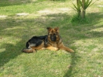 rexditamara