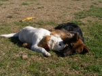 rexefiore